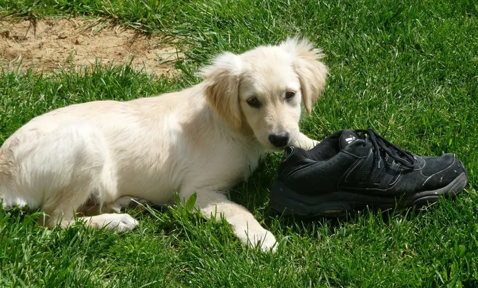 Puppy sitting on the grass next to a black sneaker.