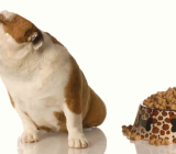 How to stop your puppy from refusing food