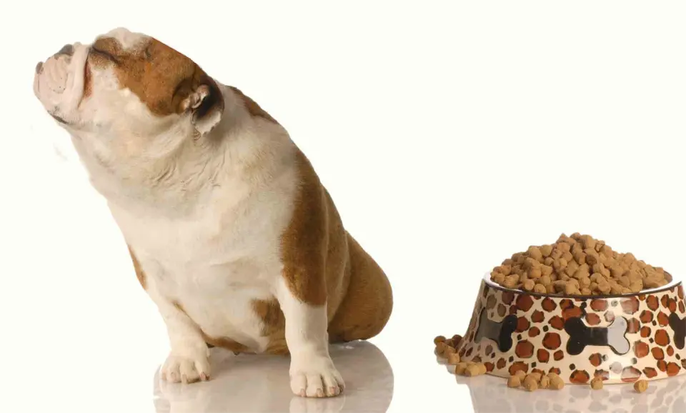 Puppy refusing to eat a bowl of food.