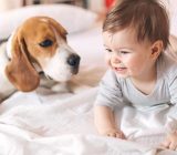 How to train your dog to accept a new baby