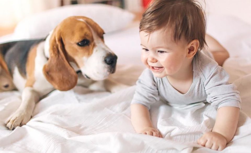 Dog looking at a child.