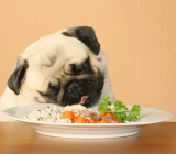 Human food: allowed or not for puppies?