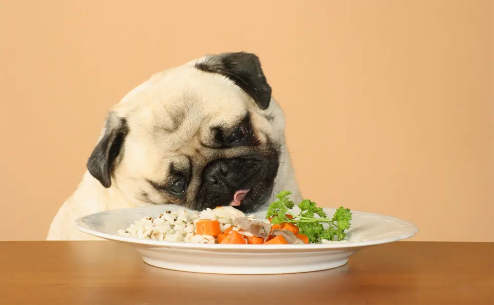 Puppy eating rice with vegetables from a plate.