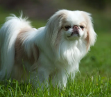 Japanese Chin (Japanese Spaniel): characteristics of the dog breed