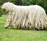 Komondor: Characteristics of the dog breed – Animal kingdom