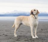 Labrador: Characteristics of the dog breed | aeinoticia