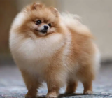 Miniature dog breeds for small dog lovers