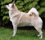 Norwegian Buhund: characteristics of the dog breed