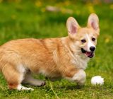 Pembroke Welsh Corgi: characteristics of the dog breed