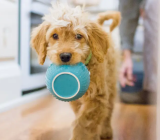 Preparing puppy food at home