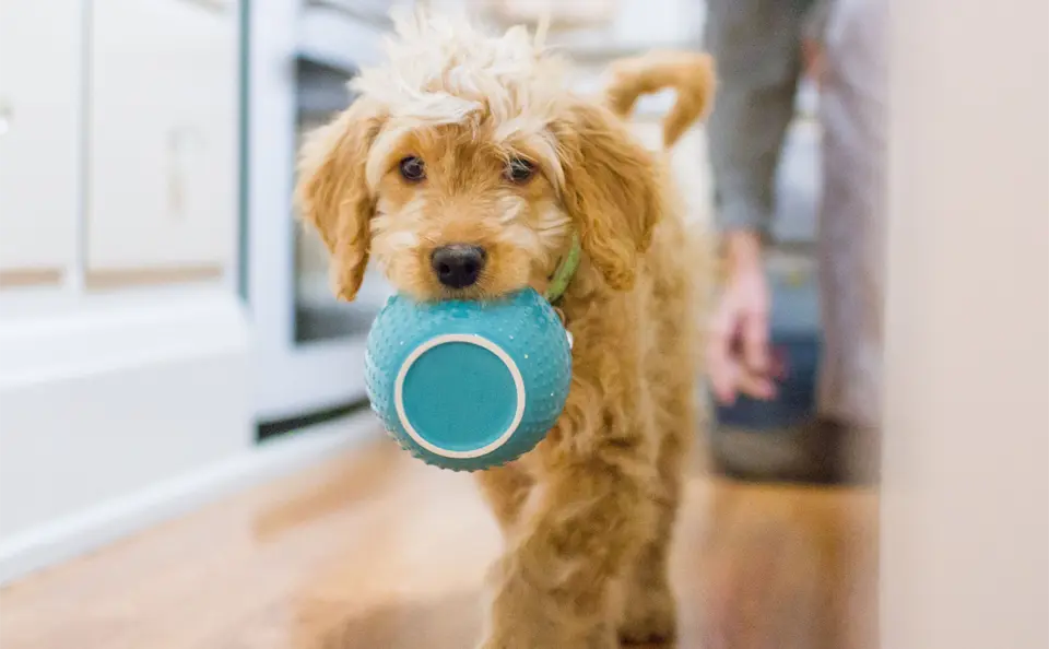 Puppy walking with a blue bowl in his mouth.