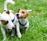 Prevent aggression due to dog fear
