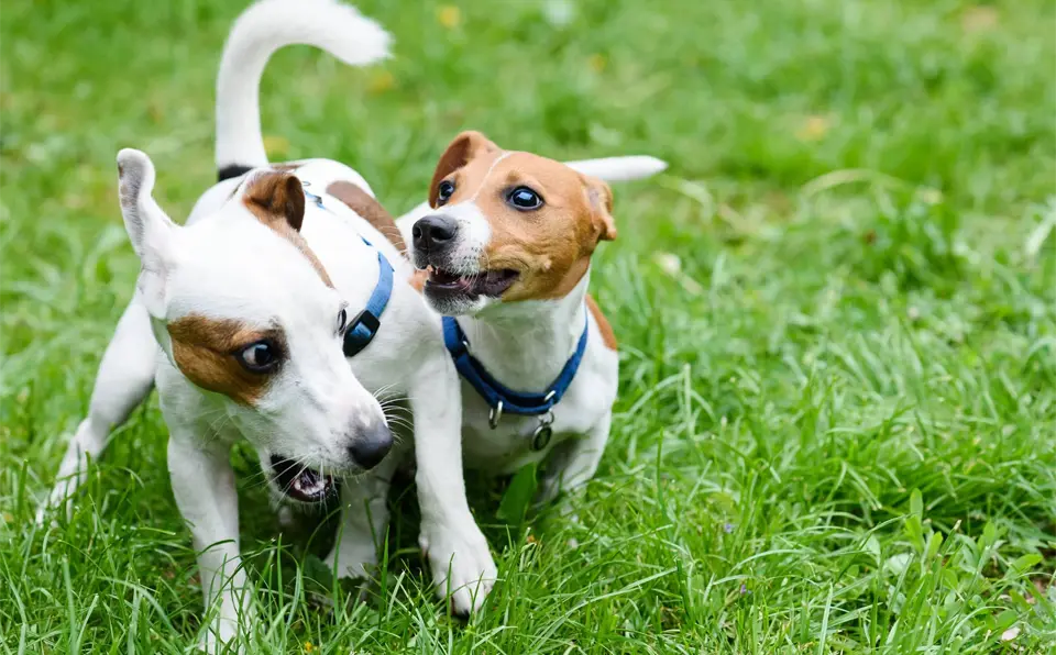 Two dogs playing in the grass.