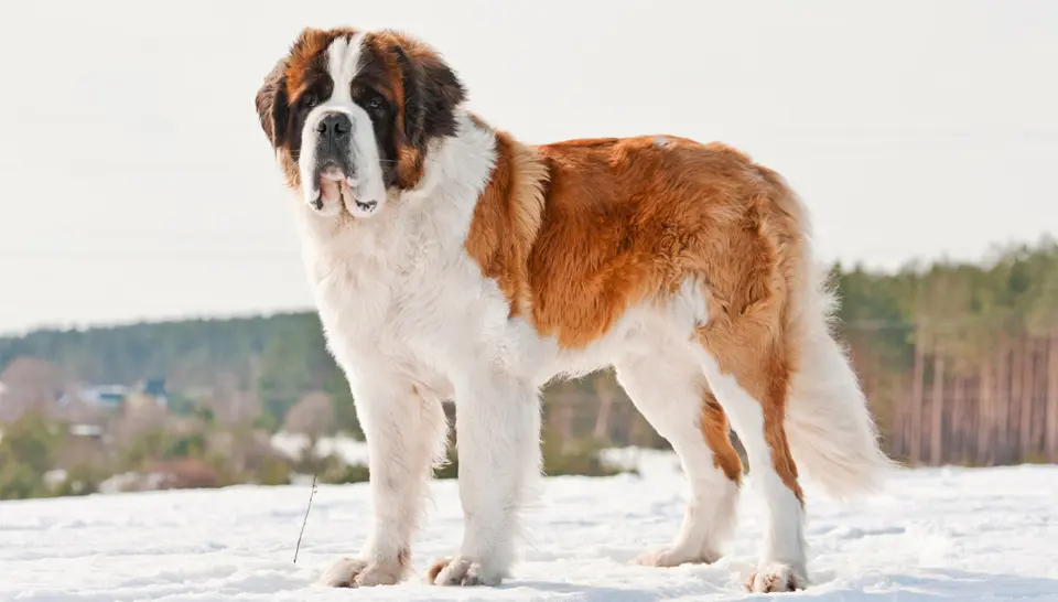 Saint Bernard dog standing in the snow.