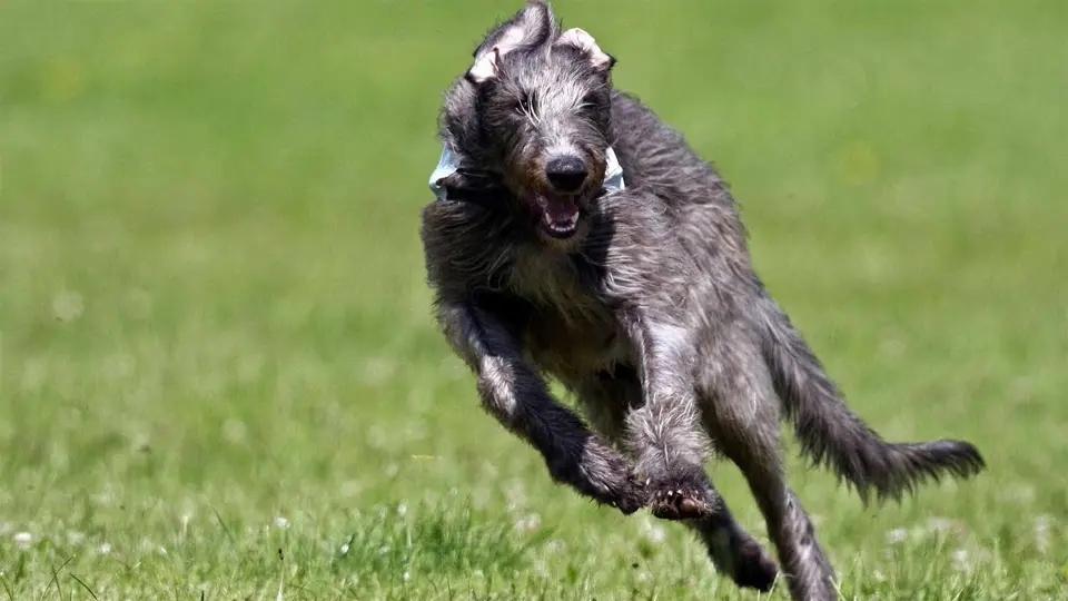Scottish greyhound running.