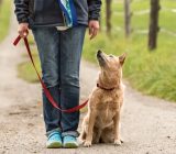 The 10 basic commands for dog training