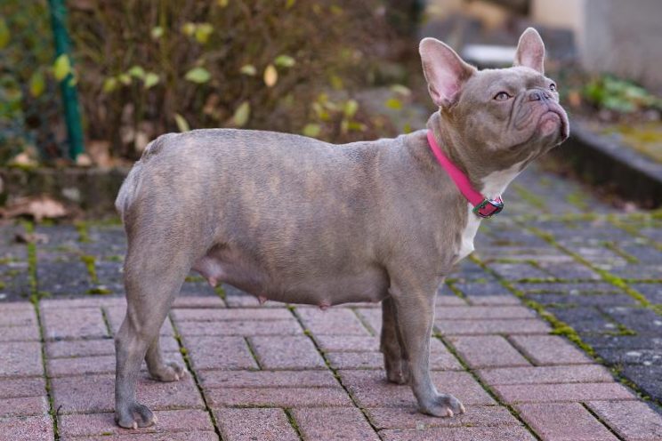 All about dog pregnancy