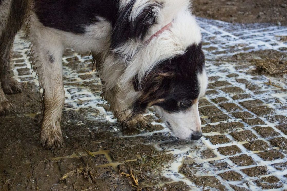 Antifreeze poisoning in dogs