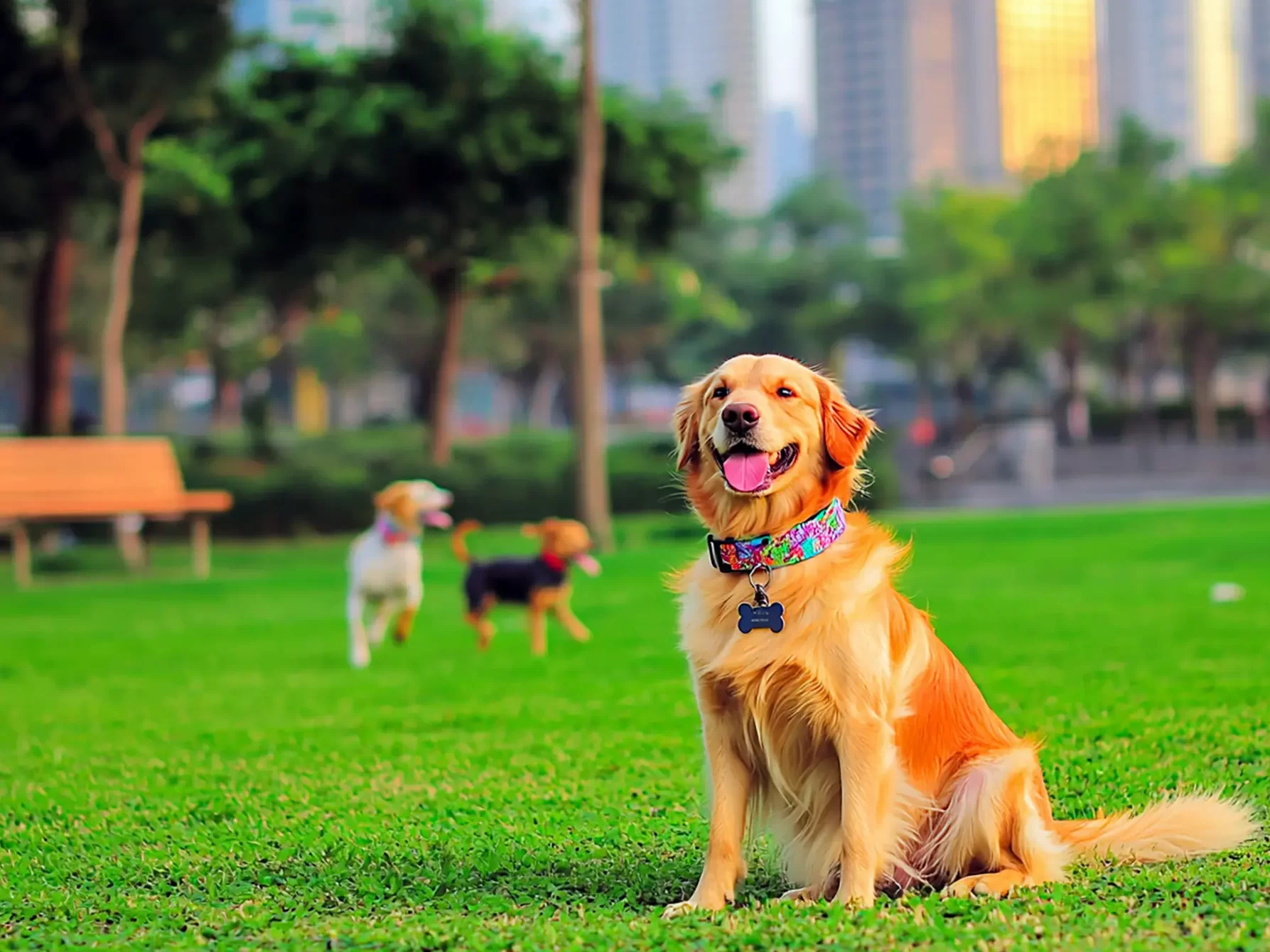 Common sense dog park rules