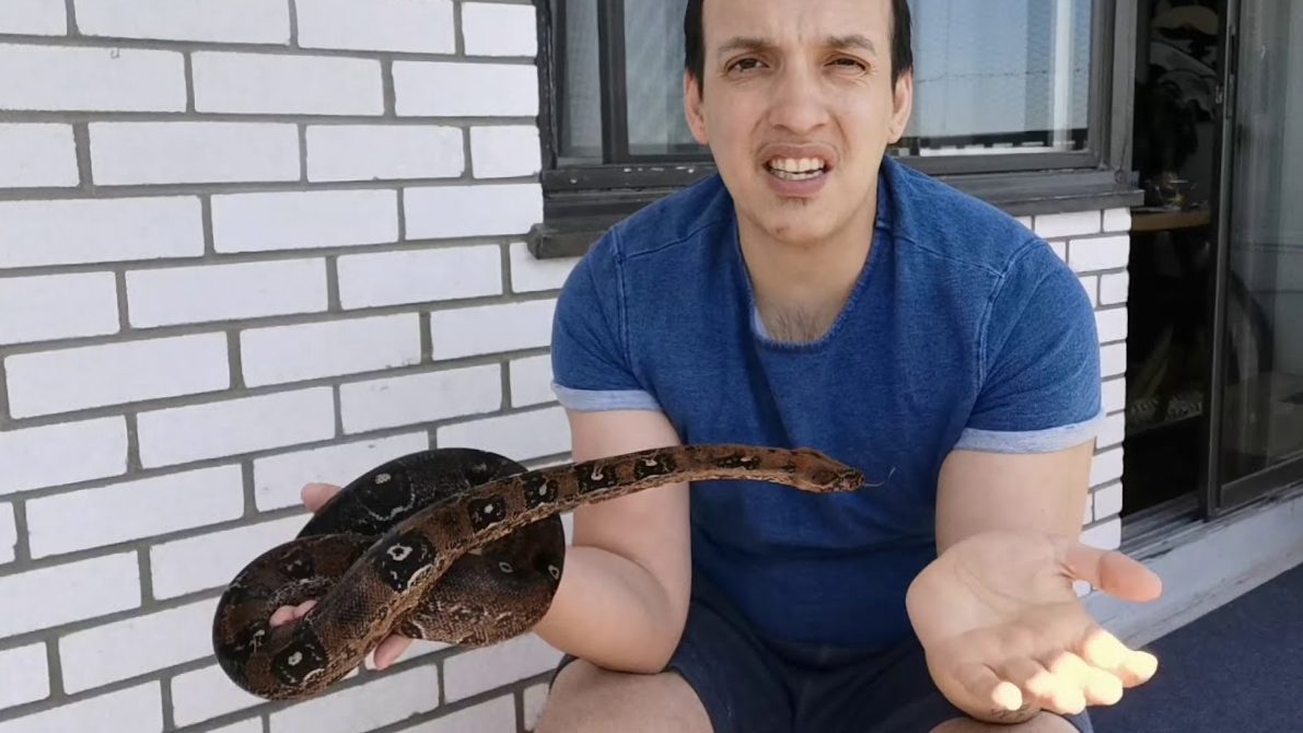 Constrictor snakes as pets