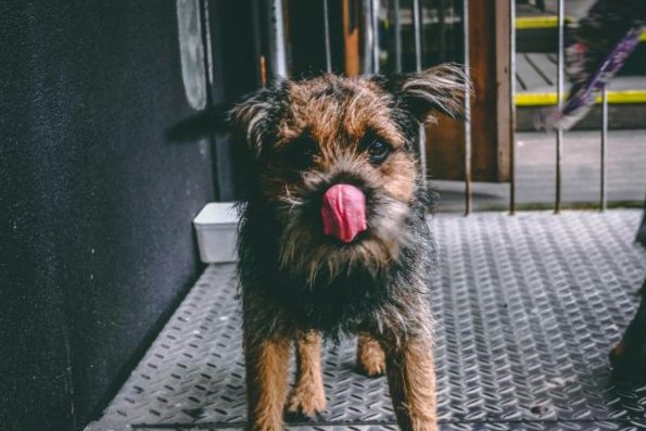 Dog body language: licking lips