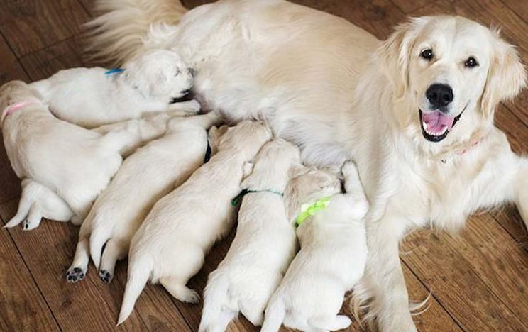 Dog gestation (pregnancy) questions and answers.