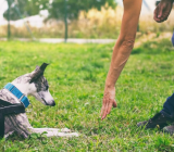 How to Train Your Dog the «Down» Command