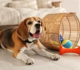 How to choose the best chew toys and treats for your dog