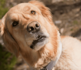 Why does my dog ​​stink?