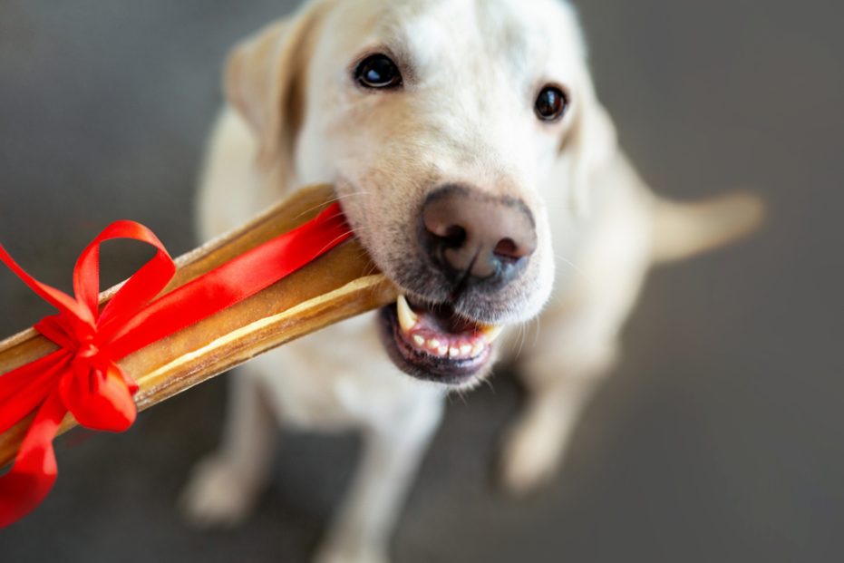 How to choose the best chew toys and treats for your dog
