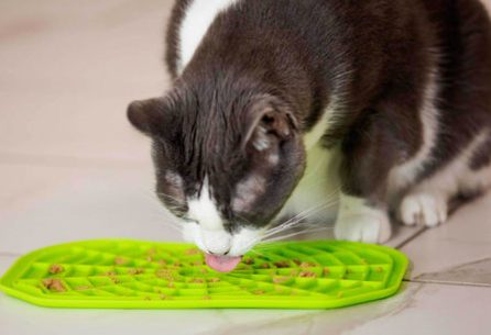 How to prevent your cat from scratching the floor after eating