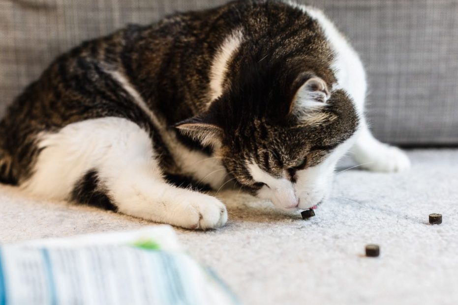 How to stop unwanted behavior in cats