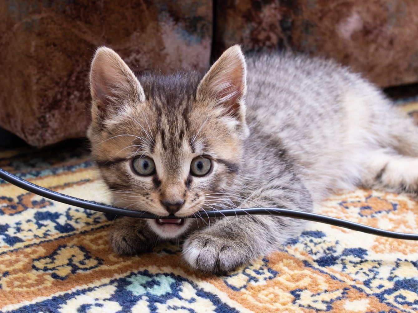 How to stop your cat from gnawing on electrical cords