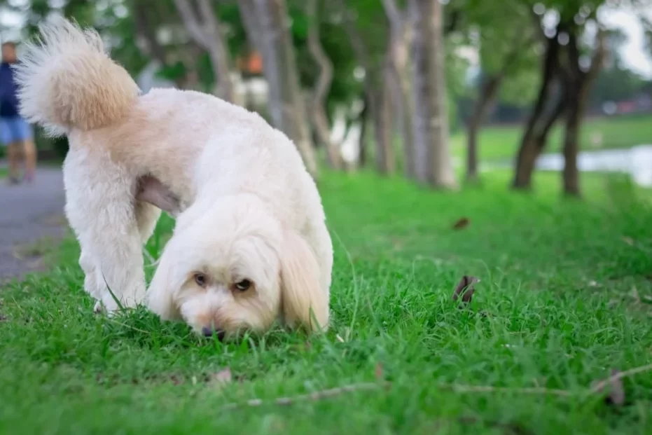 How to stop your dog from eating grass