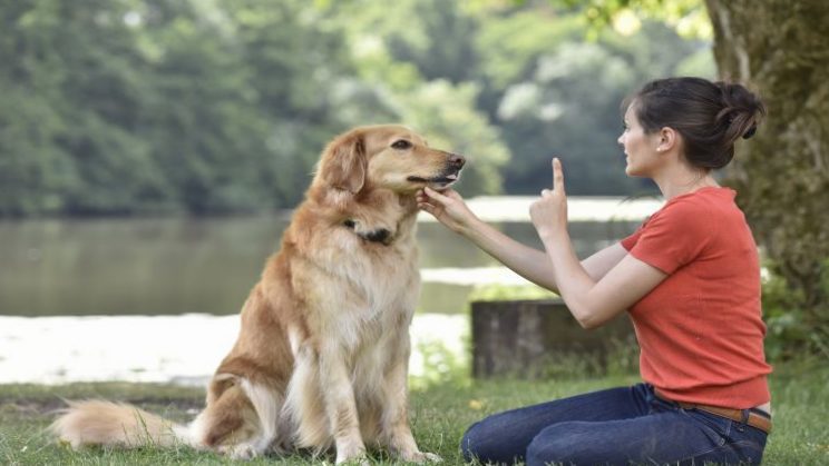 How to Train Your Dog - Animal Kingdom