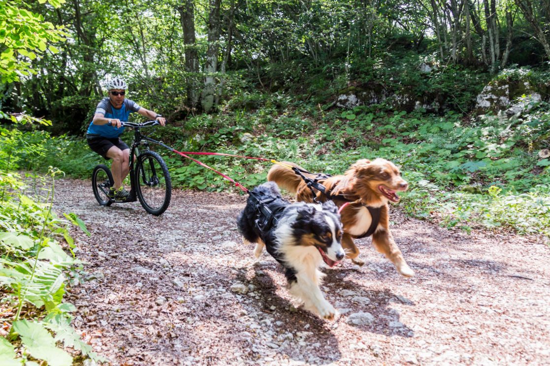 How to train your dog to run next to the bicycle