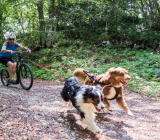 How to train your dog to run next to the bicycle