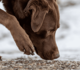 Antifreeze poisoning in dogs