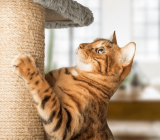 How to prevent your cat from scratching the floor after eating