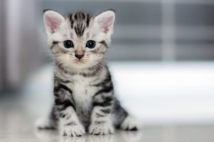 Kitten development from 6 to 12 weeks