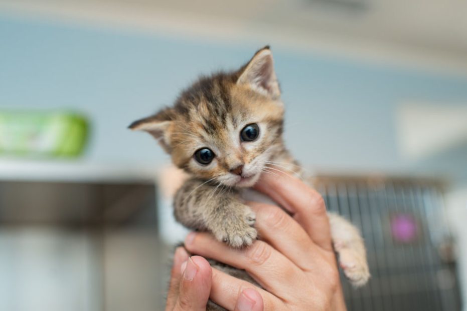 Kitten development in the first six weeks of life