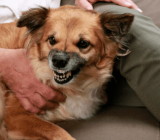 How to stop your dog from growling