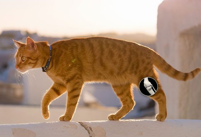 Patellar luxation in cats - Animal Kingdom