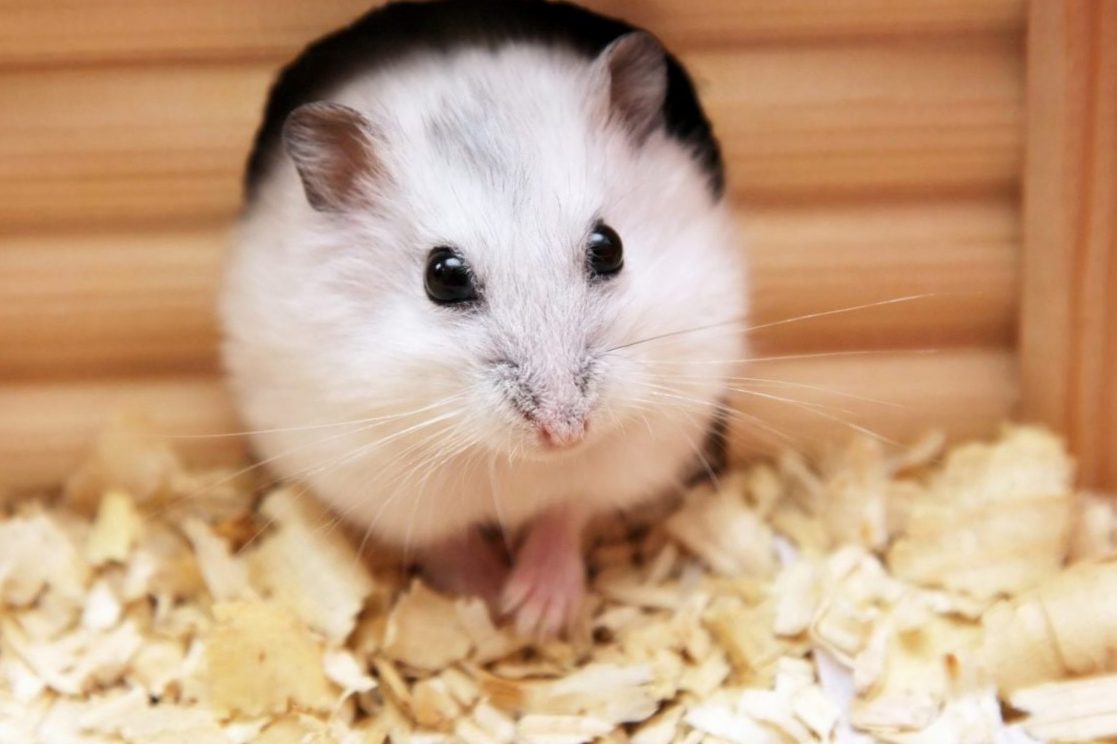 Profile of the Roborowski dwarf hamster