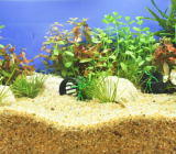 The purpose and types of substrate for the aquarium