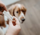 Dog gestation (pregnancy) questions and answers.