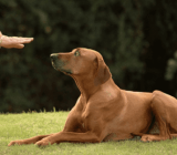 What is a responsible cat owner?