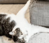 How to stop unwanted behavior in cats