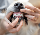 What to do if your dog has a loose tooth