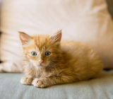 Kitten development in the first six weeks of life